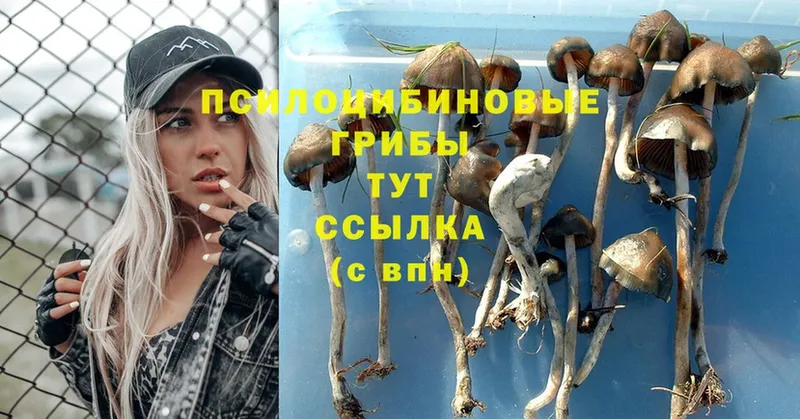 хочу наркоту  мориарти как зайти  Галлюциногенные грибы Psilocybe  Вихоревка 